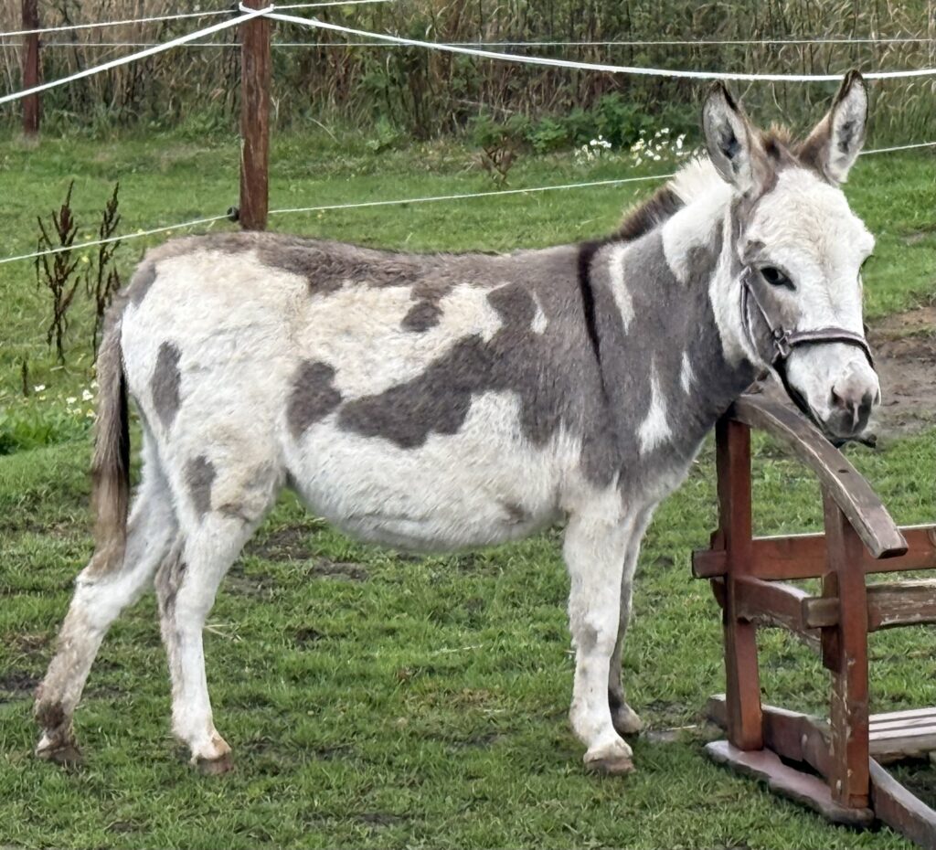 Miniature æslet Gypsy  på fold